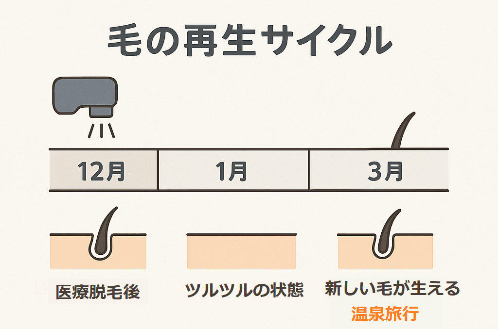 毛の再生サイクル